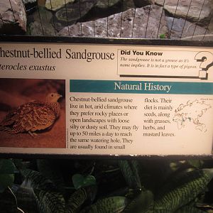 Aug. 2012-Sandgrouse sign