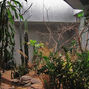 Aug. 2012-Chestnut-bellied Sandgrouse