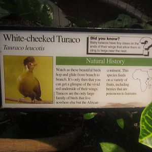 Aug. 2012-Turaco sign