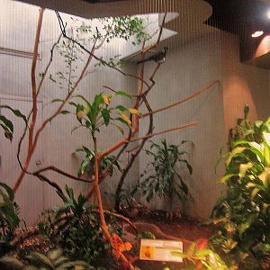 Aug. 2012-White-cheeked Turaco exhibit