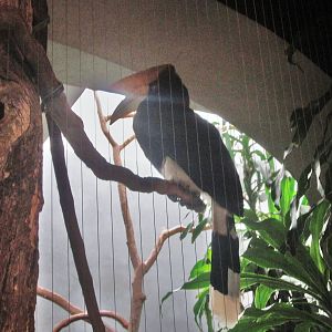 Aug. 2012-Rhinoceros Horbill