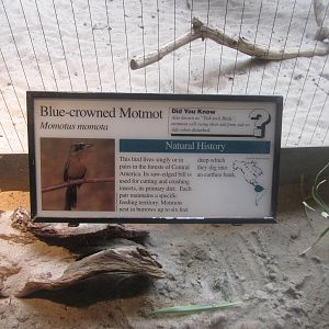 Aug. 2012-Motmot sign