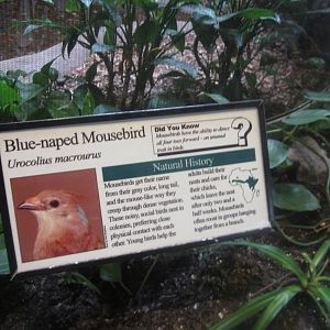 Aug. 2012-Mousebird sign