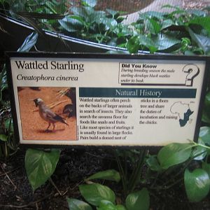 Aug. 2012-Starling sign