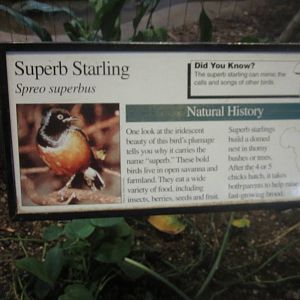 Aug. 2012-Starling sign