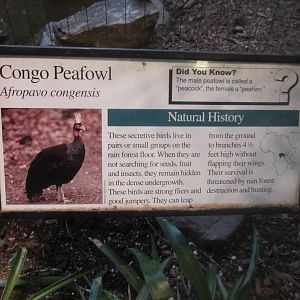 Aug. 2012-Peafowl sign