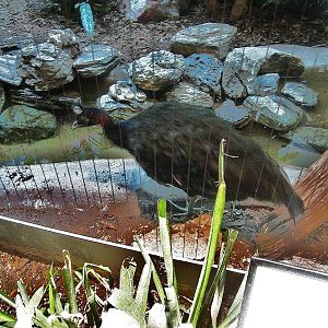 Aug. 2012-Congo Peafowl