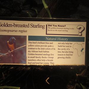 Aug. 2012-Starling sign