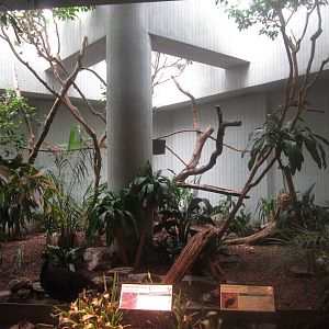 Aug. 2012-Congo Peafowl/Golden-breasted Starling exhibit