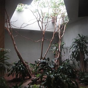 Aug. 2012-Bearded Barbet/Blacksmith Plover exhibit