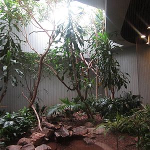 Aug. 2012-Victoria Crowned Pigeon exhibit