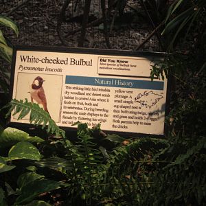 Aug. 2012-Bulbul sign