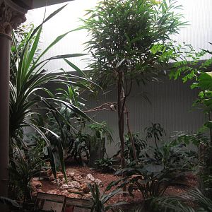 Aug. 2012-Mountain Bamboo Partidge/Jambu Fruit Dove/White-cheeked Bulbul ex