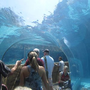 Aug. 2012-Harbor Seal/California Sea Lion Underwater Tunnel Viewing