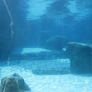 Aug. 2012-Harbor Seal/California Sea Lion Underwater Tunnel Viewing