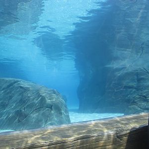 Aug. 2012-Harbor Seal/California Sea Lion Underwater Tunnel Viewing