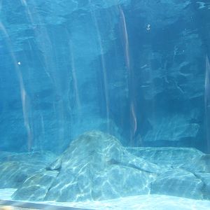 Aug. 2012-Harbor Seal/California Sea Lion Underwater Tunnel Viewing