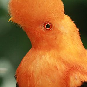 Rupicola peruvianus sanguinolentus