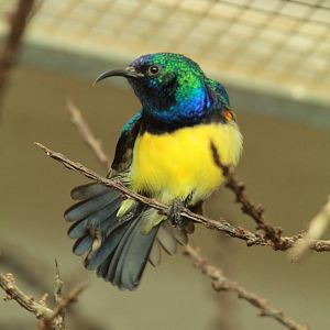 Variable Sunbird