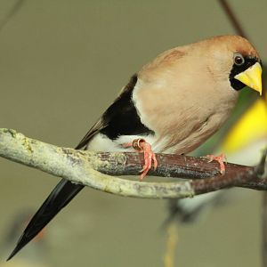 Masked Grassfinch