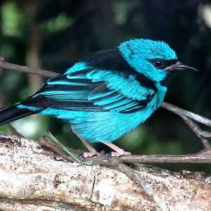 Blue Dacnis at Avifauna, 04/06/12