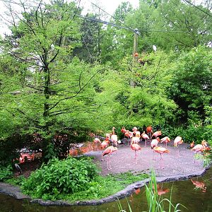Cuban Aviary Interior at Avifauna, 04/06/12