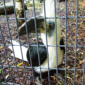 White-crowned Hornbill at Avifauna, 04/06/12