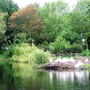 Pelican Lake at Avifauna, 04/06/12