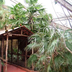 Lorikeet Walkthrough at Avifauna, 04/06/12