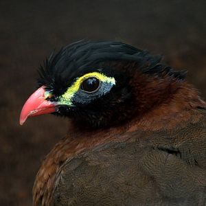 Nocturnal Currassow at Avifauna, 04/06/12