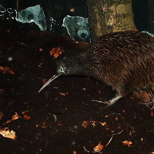 North Island Brown Kiwi at Avifauna, 04/06/12