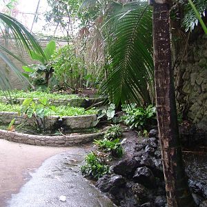 Philippine House Interior at Avifauna, 04/06/12