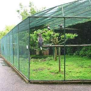 Eagle Aviary at Avifauna, 04/06/12