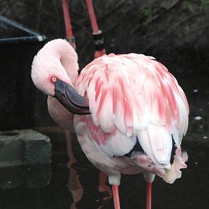 Lesser Flamingo at Avifauna, 04/06/12