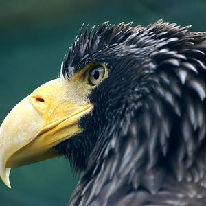 Steller's Sea Eagle at Avifauna, 04/06/12