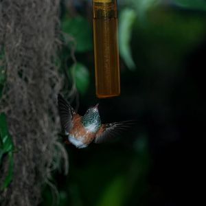 Emerald Hummingbird at Avifauna, 04/06/12