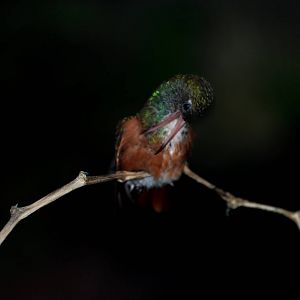 Emerald Hummingbird at Avifauna, 04/06/12
