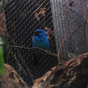 Opal-rumped Tanager at Avifauna, 04/06/12