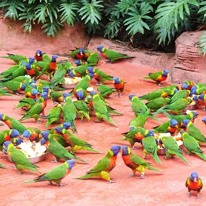 Rainbow Swarm Descends at Avifauna, 04/06/12