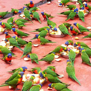 Rainbow Swarm Descends at Avifauna, 04/06/12
