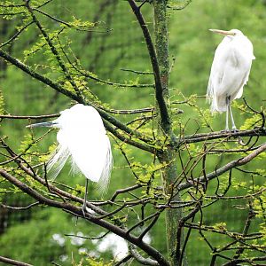 Great White Egrets at Avifauna, 04/06/12