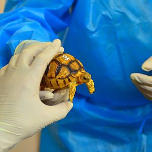 Young angonoka tortoise!