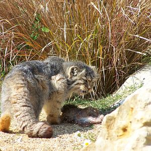 Pallas cat