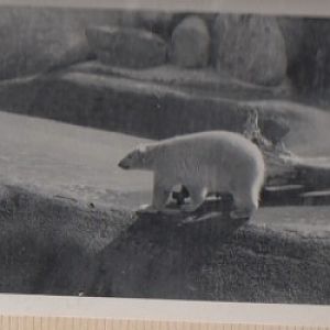 LA zoo polar bear '68 or '69
