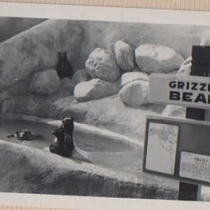 Grizzly Bears at the LA zoo in 1968 or 69
