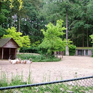Desert Paddock at Amersfoort, 01/06/12