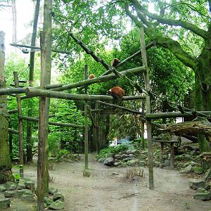 Lemur Exhibit Interior at Amersfoort, 01/06/12
