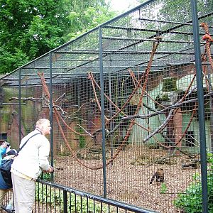 Capuchin Exhibit at Amersfoort, 01/06/12