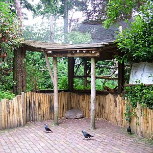 Lemur Viewing at Amersfoort, 01/06/12