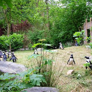 Penguin Exhibit at Amersfoort, 01/06/12